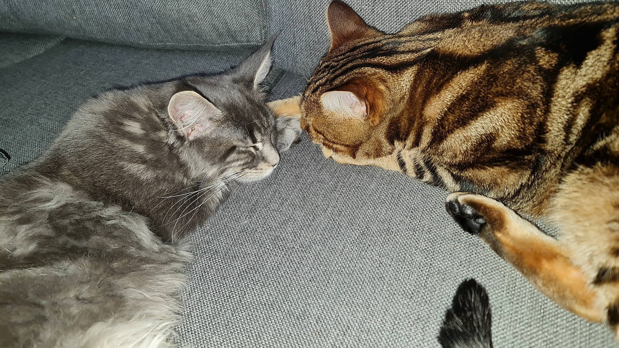 Tokyo Et Athéna a rejoint le concours — aidez-le/la à gagner de superbes lots ! carnivore, cat, claw, comfort, domestic_short_haired_cat, eye, fawn, felidae, fur, grey, nap, paw, sitting, small_to_medium_sized_cats, snout, tail, terrestrial_animal, whiskers, wildlife, wood