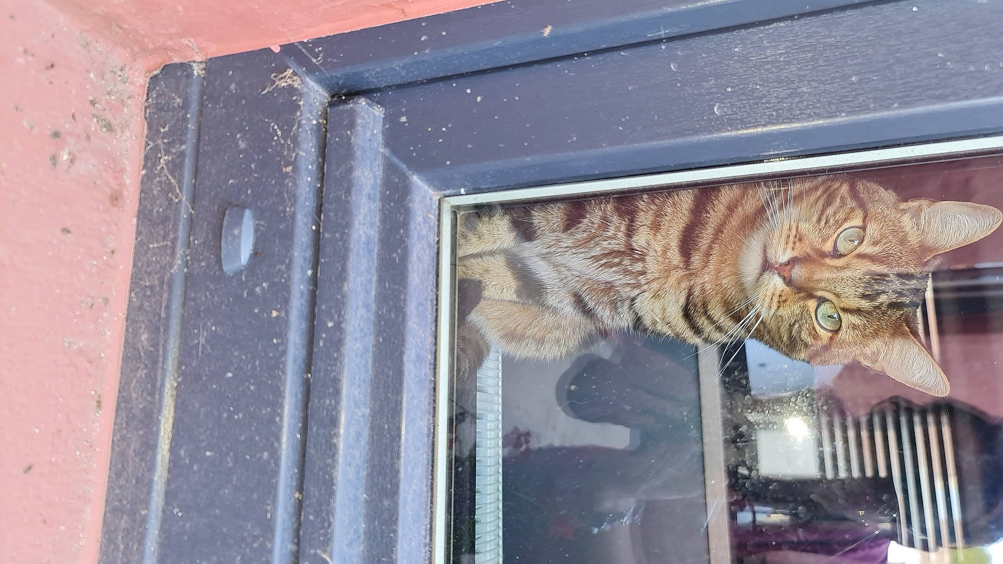 Tokyo Et Athéna participe au concours pour gagner de l'argent avec cette photo : animal_shelter, art, big_cats, carnivore, cat, claw, concrete, domestic_short_haired_cat, felidae, fur, lynx, metal, pet_supply, rectangle, small_to_medium_sized_cats, tail, terrestrial_animal, whiskers, window, wood