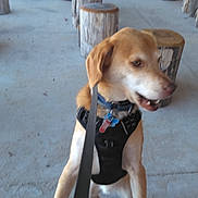 Bodie is registered to the contest to win money with this photo: dog, leash, harness, wooden_stump, outdoor, concrete, table, seat, pathway, building, window, playful, pet, animal, canine, collar, tag, daylight, side_view, blurry