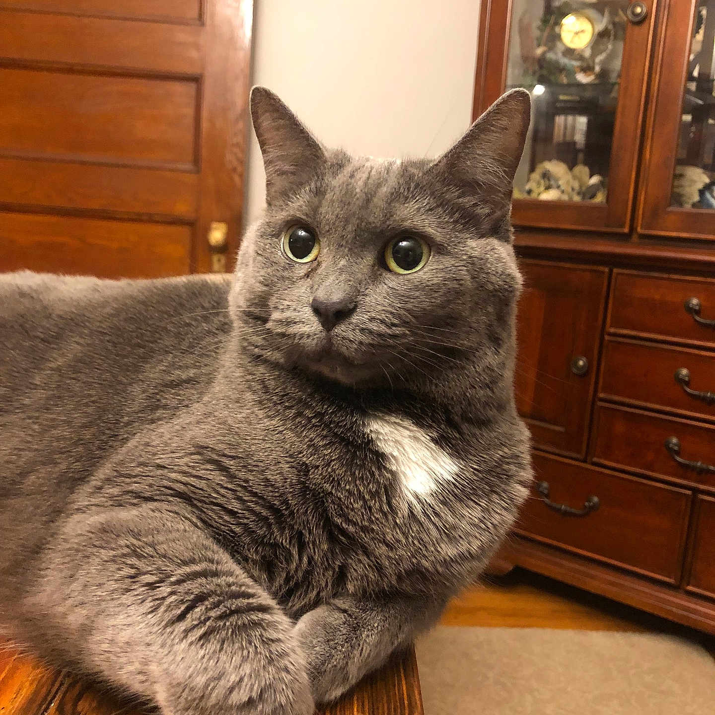 Kitty Bitty joined the competition — help win amazing prizes! animal, architecture, building, cabinet, cat, chinacabinet, closet, cupboard, drawer, furniture, hardwood, indoors, interiordesign, livingroom, pet, room, shelf, sideboard, stainedwood, wood