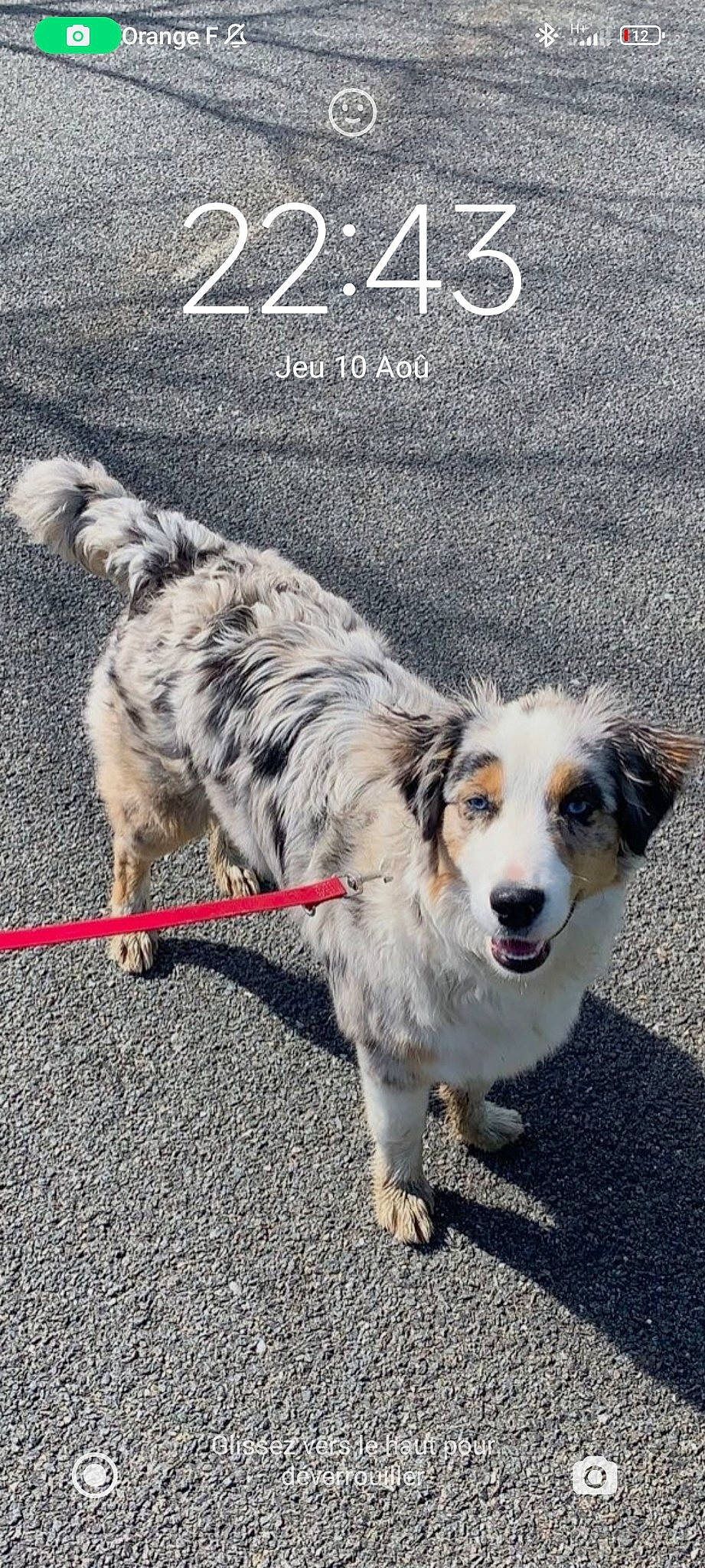 Tia participe au concours pour gagner de l'argent avec cette photo : asphalt, border_collie, canidae, carnivore, collar, companion_dog, dog, dog_breed, dog_supply, fang, fur, happy, herding_dog, paw, photo_caption, publication, road_surface, sporting_group, whiskers, working_dog