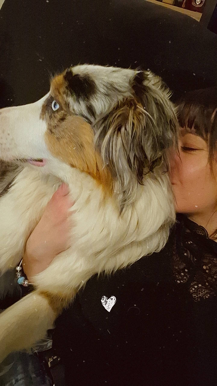 Tia a rejoint le concours — aidez-le/la à gagner de superbes lots ! canidae, carnivore, collie, companion_dog, dog, dog_breed, ear, fur, herding_dog, kiss, liver, paw, rough_collie, scotch_collie, snout, sporting_group, toy_dog, watch, whiskers, working_dog