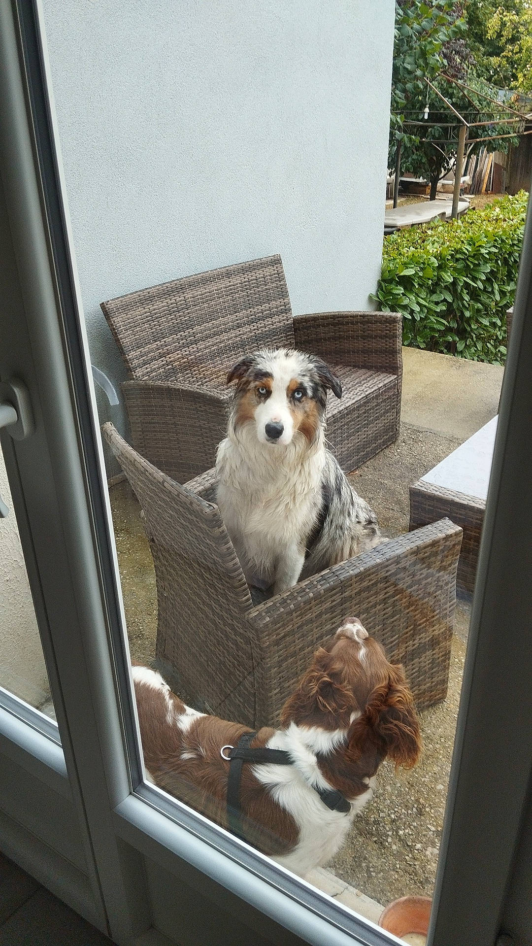 Tia participe au concours pour gagner de l'argent avec cette photo : automotive_exterior, automotive_mirror, carnivore, chair, companion_dog, dog, dog_breed, door, fawn, mammal, motor_vehicle, outdoor_furniture, plant, snout, toy_dog, vehicle, vehicle_door, vertebrate, window, windshield