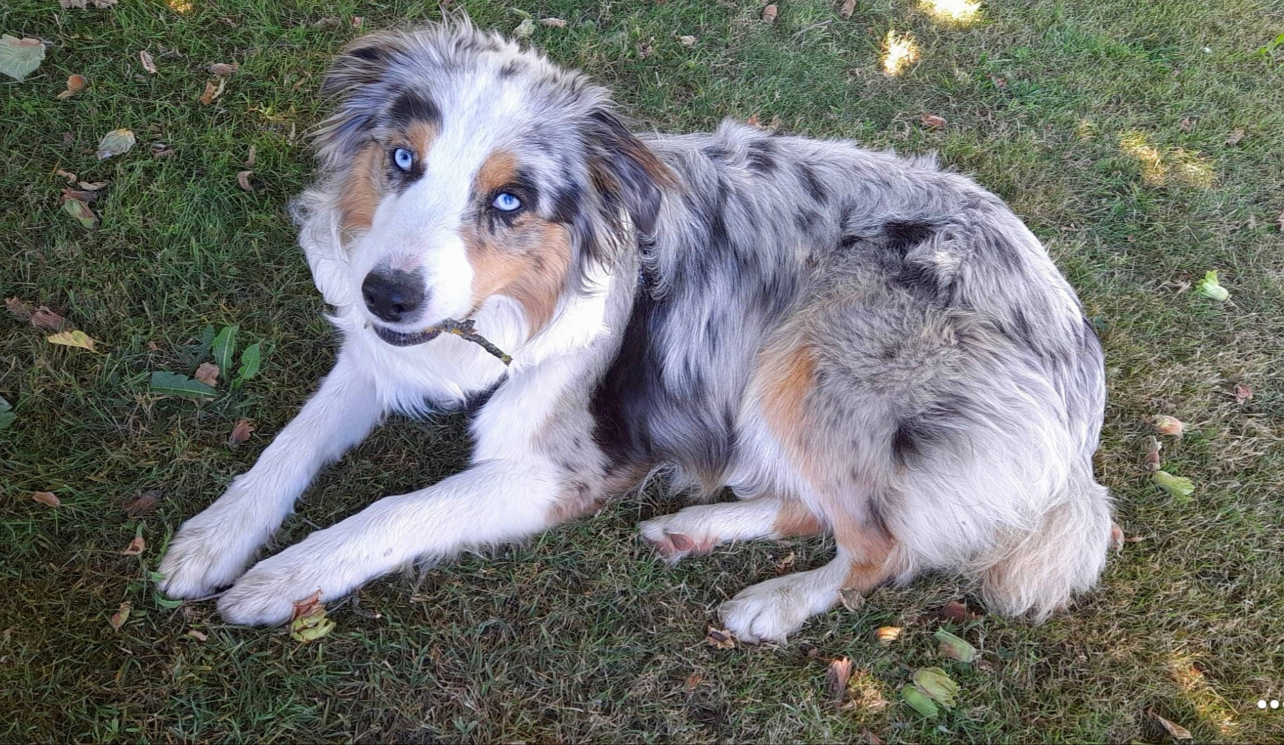 Tia a rejoint le concours — aidez-le/la à gagner de superbes lots ! ancient_dog_breeds, australian_collie, australian_shepherd, canidae, carnivore, companion_dog, dog, dog_breed, fur, grass, herding_dog, miniature_australian_shepherd, plant, sporting_group, terrestrial_animal, whiskers, working_animal, working_dog