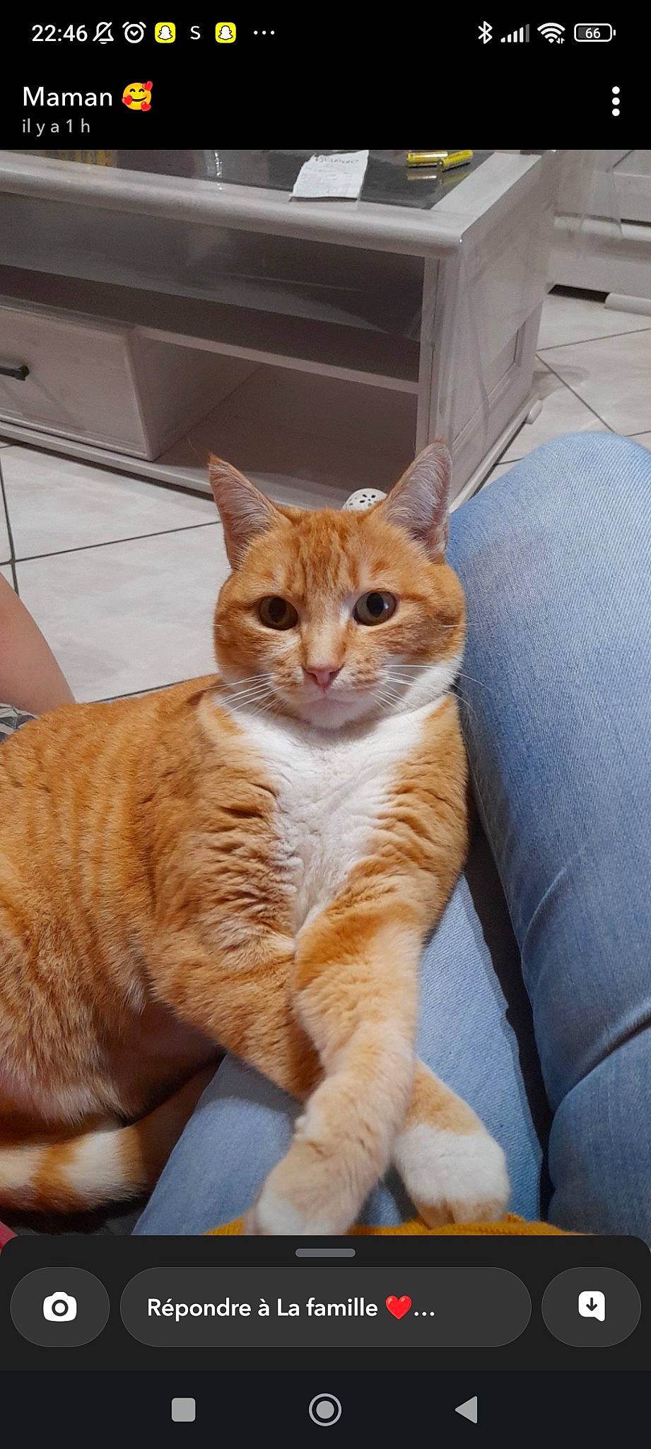 Mimine participe au concours pour gagner de l'argent avec cette photo : carnivore, cat, claw, comfort, couch, domestic_short_haired_cat, fawn, felidae, foot, fur, paw, peach, sitting, small_to_medium_sized_cats, tail, terrestrial_animal, whiskers, wood