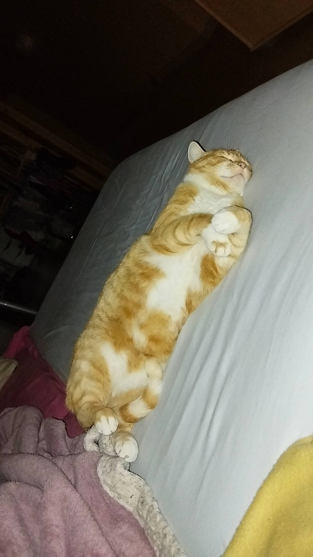 Mimine participe au concours pour gagner de l'argent avec cette photo : canidae, carnivore, cat, comfort, companion_dog, couch, dog_breed, fawn, felidae, fur, hardwood, nap, paw, pet_supply, room, small_to_medium_sized_cats, sporting_group, tail, whiskers, wood