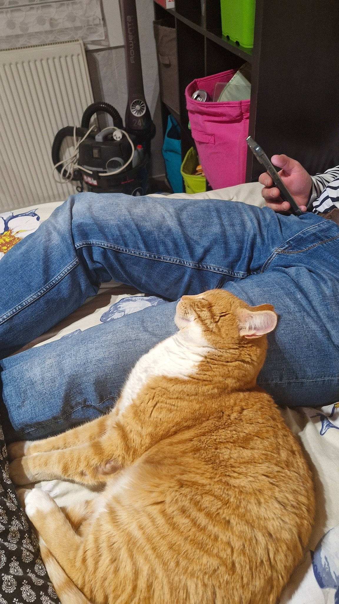 Mimine participe au concours pour gagner de l'argent avec cette photo : backpack, bag, carnivore, cat, chair, comfort, companion_dog, dog_breed, domestic_short_haired_cat, fawn, felidae, fur, linens, luggage_and_bags, small_to_medium_sized_cats, sporting_group, tail, whiskers, wood, wrinkle