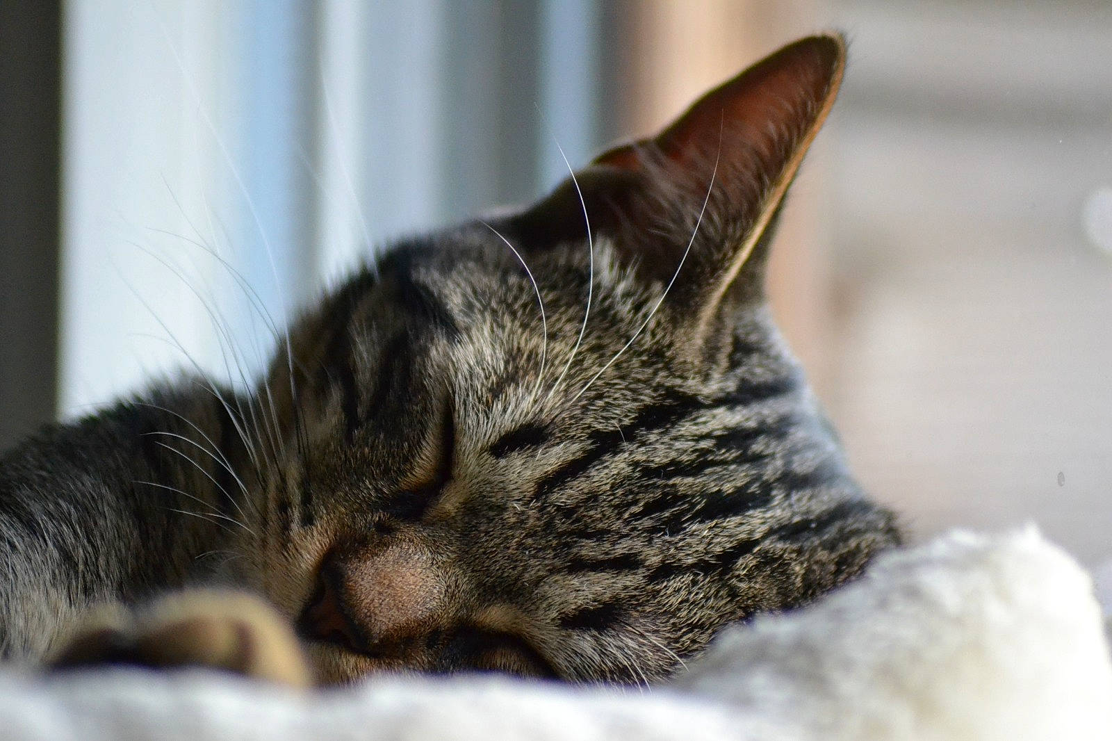 Gribouille participe au concours pour gagner de l'argent avec cette photo : carnivore, cat, claw, comfort, domestic_short_haired_cat, eye, felidae, fur, macro_photography, nap, paw, sleep, small_to_medium_sized_cats, snout, terrestrial_animal, whiskers, wildlife