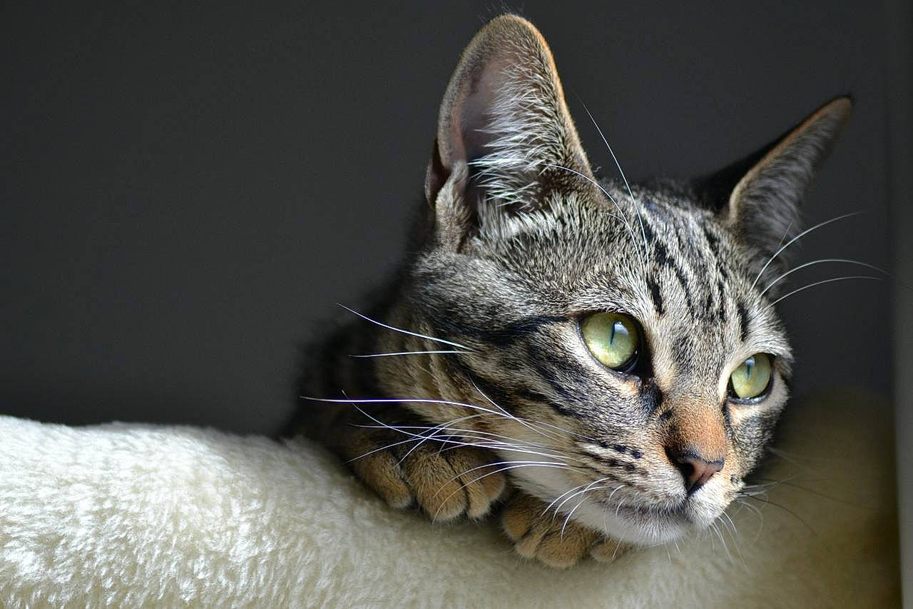 Gribouille a rejoint le concours — aidez-le/la à gagner de superbes lots ! carnivore, cat, claw, curious, domestic_short_haired_cat, eye, felidae, fur, paw, sitting, small_to_medium_sized_cats, snout, terrestrial_animal, whiskers, wildlife