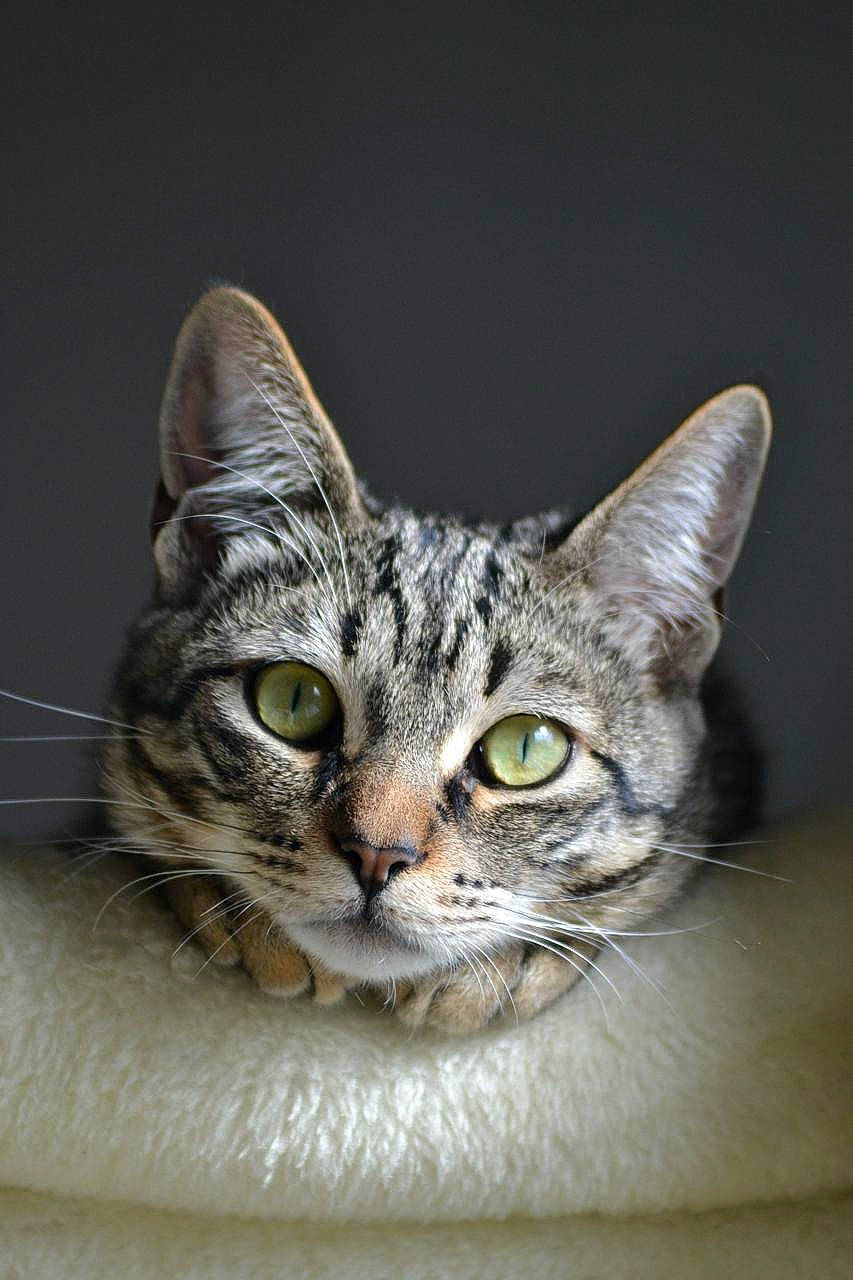 Gribouille a rejoint le concours — aidez-le/la à gagner de superbes lots ! carnivore, cat, domestic_short_haired_cat, felidae, fur, small_to_medium_sized_cats, snout, terrestrial_animal, tree, whiskers, wildlife, window