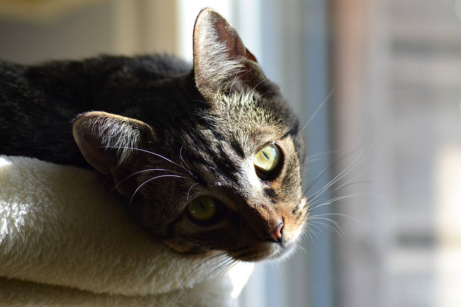 Gribouille participe au concours pour gagner de l'argent avec cette photo : carnivore, cat, comfort, domestic_short_haired_cat, ear, felidae, fur, hair, natural_material, small_to_medium_sized_cats, snout, terrestrial_animal, whiskers, wildlife, window