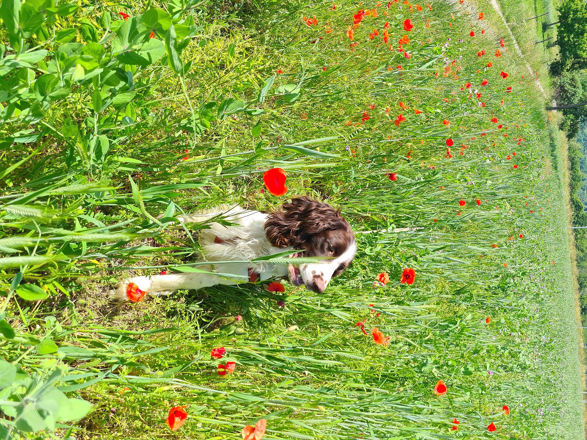 Pumba participe au concours pour gagner de l'argent avec cette photo : ecoregion, flower, flowering_plant, grass, grass_family, grassland, green, groundcover, herbaceous_plant, landscape, lawn, meadow, natural_landscape, pasture, people_in_nature, petal, plant, shrub, terrestrial_plant, tree