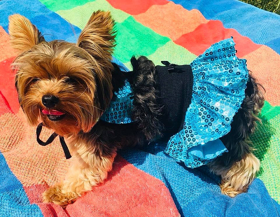 Daisy joined the competition — help win amazing prizes! carnivore, collar, companion_dog, dog, dog_breed, dog_clothes, dog_collar, dog_supply, fashion_accessory, fawn, grass, liver, mammal, pet_supply, small_terrier, snout, sporting_group, toy_dog, vertebrate, working_animal