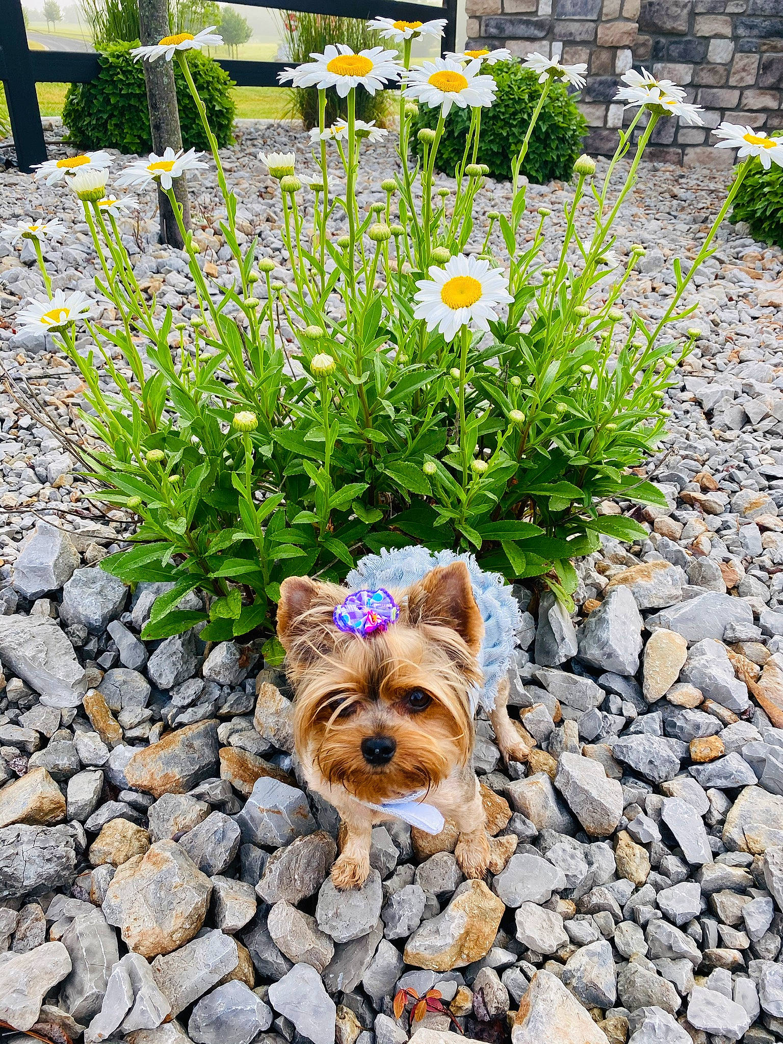 Daisy joined the competition — help win amazing prizes! annual_plant, botany, carnivore, companion_dog, dog, dog_breed, fawn, flower, garden, grass, grass_family, groundcover, landscape, petal, plant, road_surface, shrub, sporting_group, toy_dog, working_animal