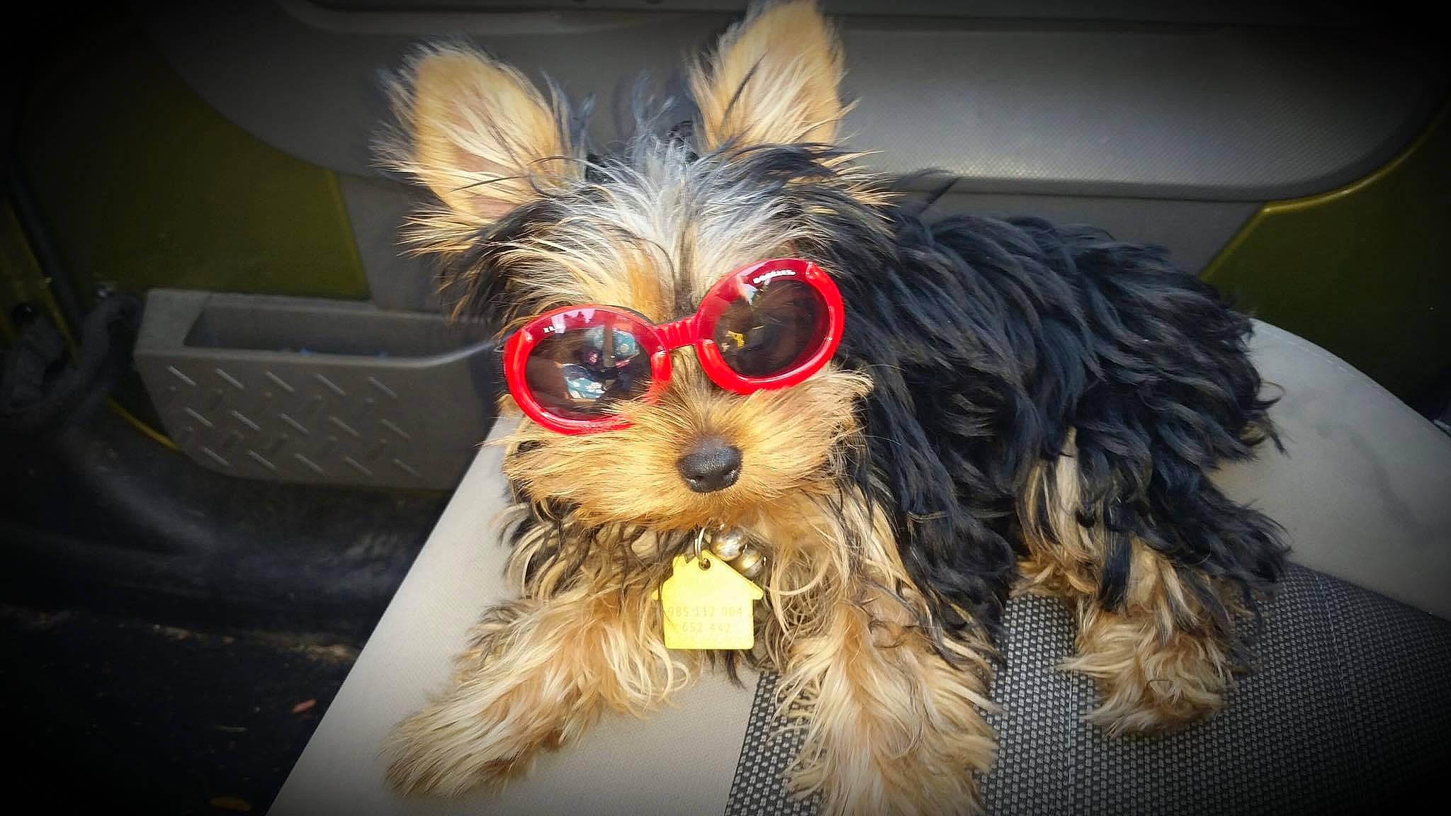 Daisy is registered to the contest to win money with this photo: canidae, carnivore, companion_dog, dog, dog_breed, dog_supply, event, eyewear, fashion_accessory, fawn, fur, glasses, outerwear, snout, sporting_group, sunglasses, toy_dog, vision_care, whiskers, working_animal