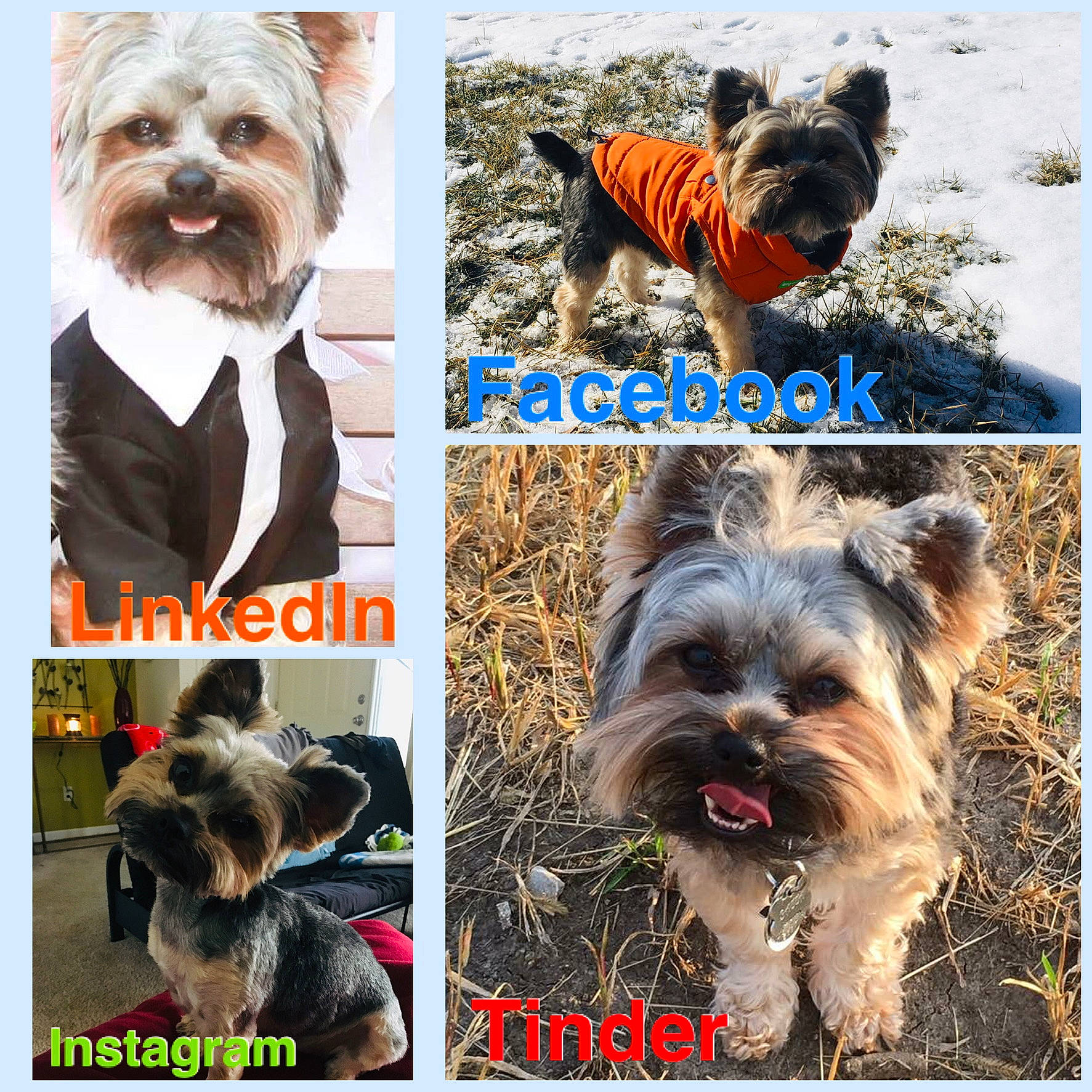 Bacca joined the competition — help win amazing prizes! canidae, carnivore, collage, collar, companion_dog, dog, dog_breed, dog_collar, dog_supply, fashion_accessory, font, fur, liver, mammal, pet_supply, snout, sporting_group, toy_dog, vertebrate, working_animal