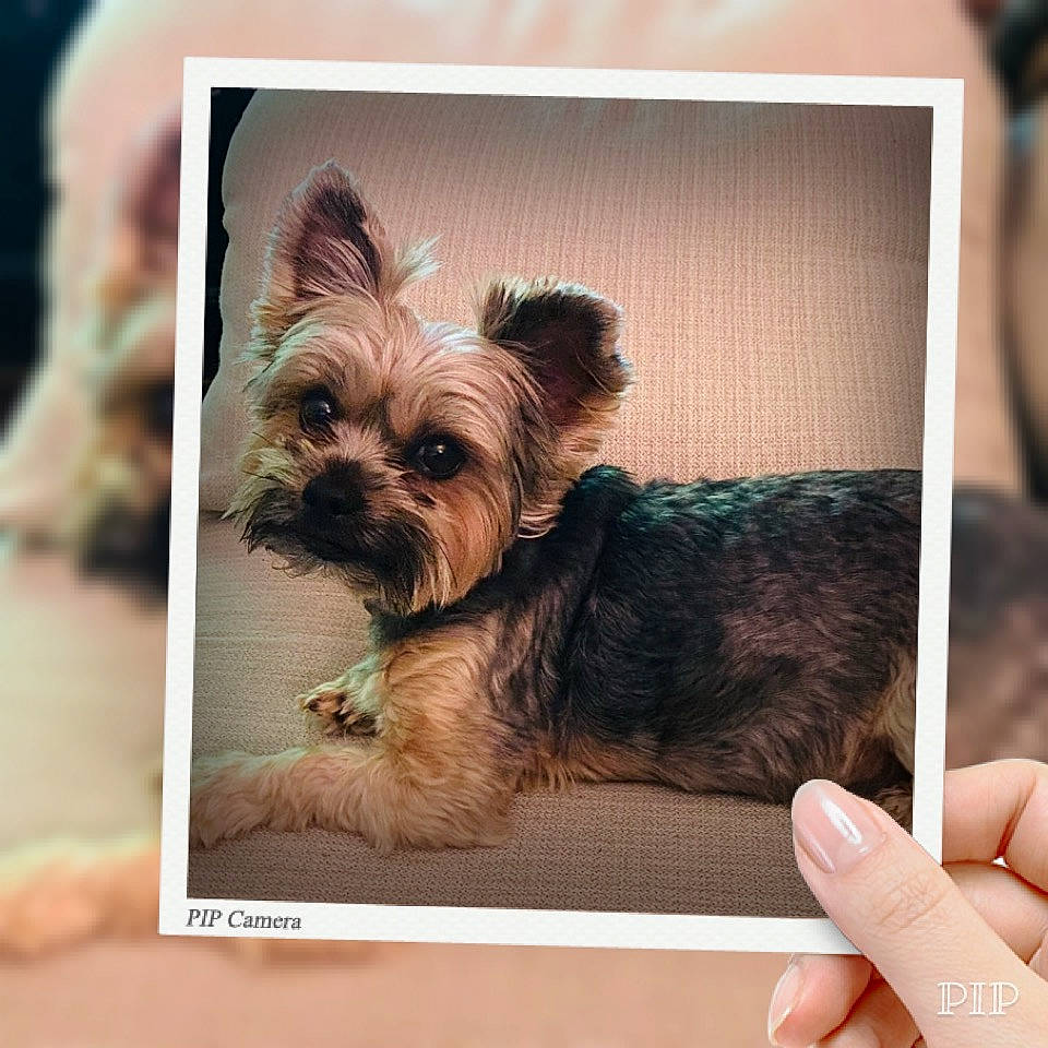 Bacca joined the competition — help win amazing prizes! cameras_optics, canidae, carnivore, companion_dog, dog, dog_breed, dog_supply, fawn, font, fur, liver, paw, plant, snout, sporting_group, square, thumb, toy_dog, working_animal, yorkipoo