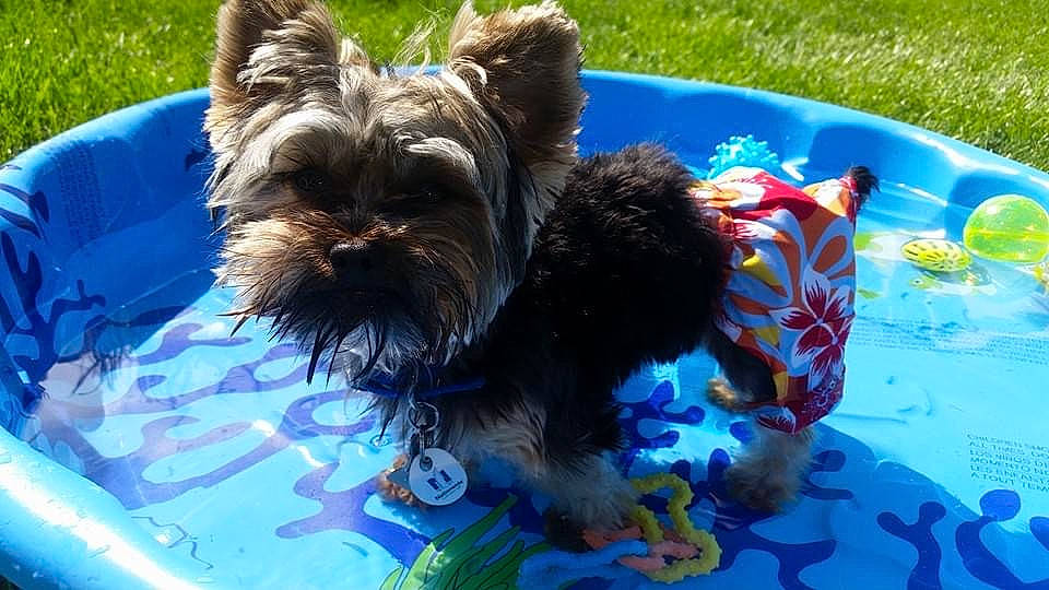 Bacca is registered to the contest to win money with this photo: biewer_terrier, canidae, carnivore, companion_dog, dog, dog_breed, dog_supply, grass, non_sporting_group, plant, small_terrier, sporting_group, tail, terrier, toy_dog, water_dog, working_animal, working_dog, yorkipoo