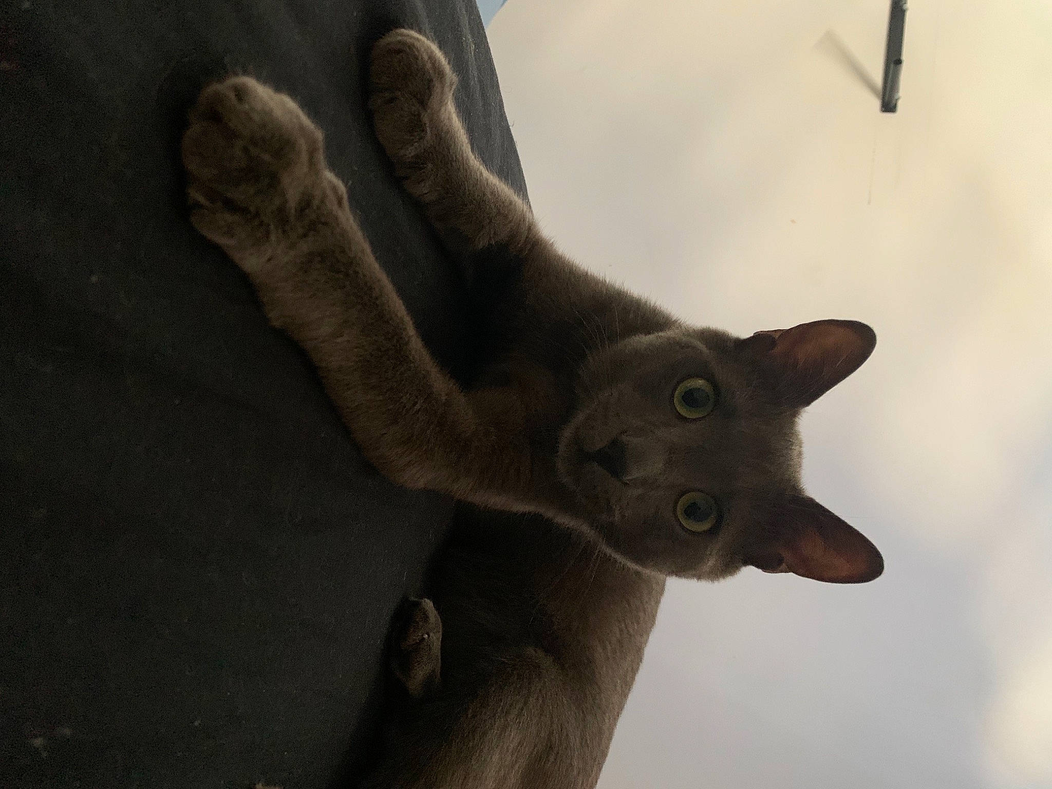 Koa a rejoint le concours — aidez-le/la à gagner de superbes lots ! art, carnivore, cat, cloud, domestic_short_haired_cat, felidae, gesture, grey, plant, russian_blue, sculpture, sky, small_to_medium_sized_cats, snout, tail, terrestrial_animal, tree, whiskers, window, wood