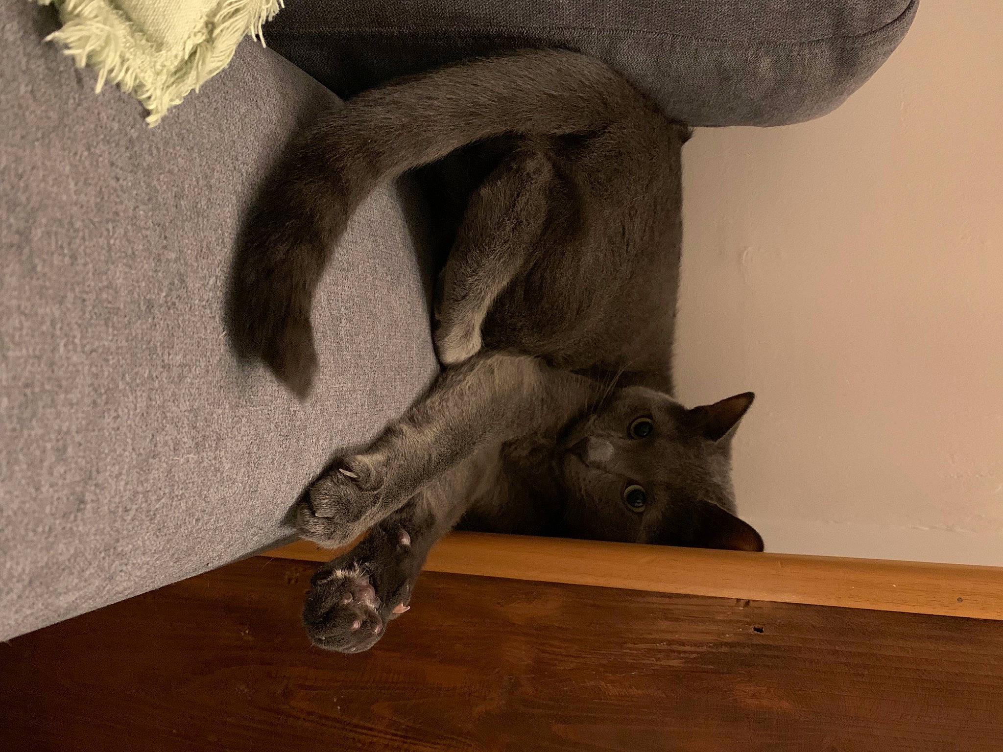 Koa participe au concours pour gagner de l'argent avec cette photo : bat, black_cat, carnivore, cat, claw, domestic_short_haired_cat, fawn, felidae, floor, flooring, foot, fur, grey, hardwood, human_leg, small_to_medium_sized_cats, tail, whiskers, wood, working_animal