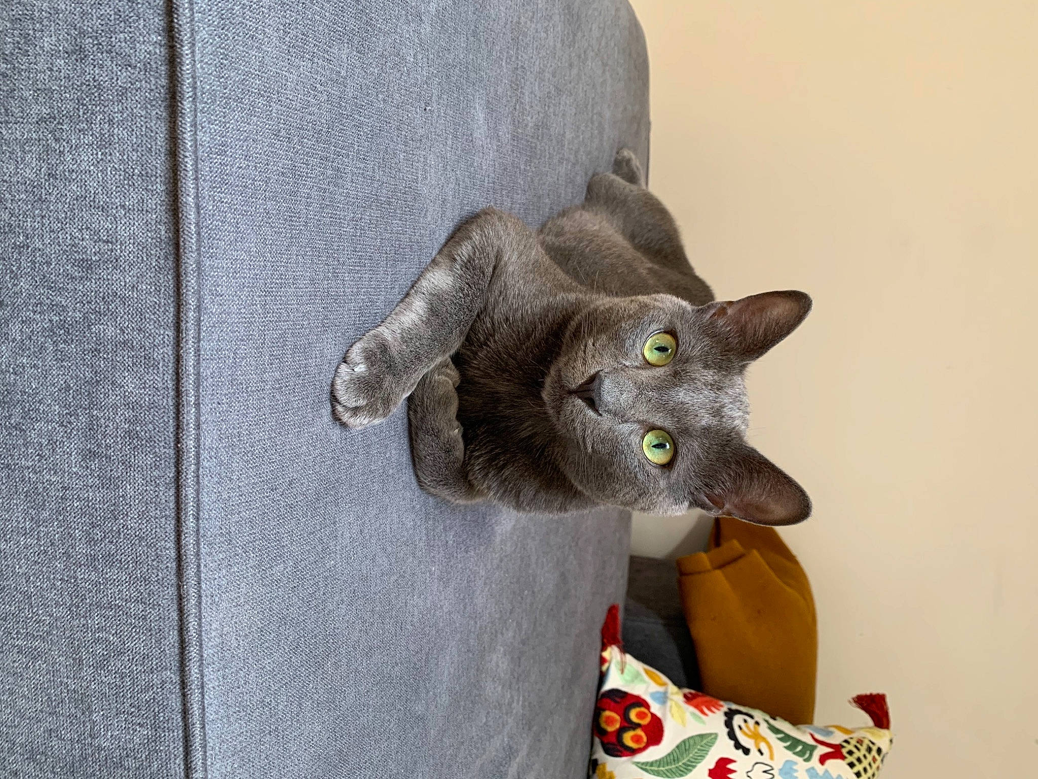 Koa a rejoint le concours — aidez-le/la à gagner de superbes lots ! carnivore, cat, cat_supply, cat_toy, domestic_short_haired_cat, ear, felidae, fur, grey, paw, russian_blue, small_to_medium_sized_cats, snout, tail, whiskers, window