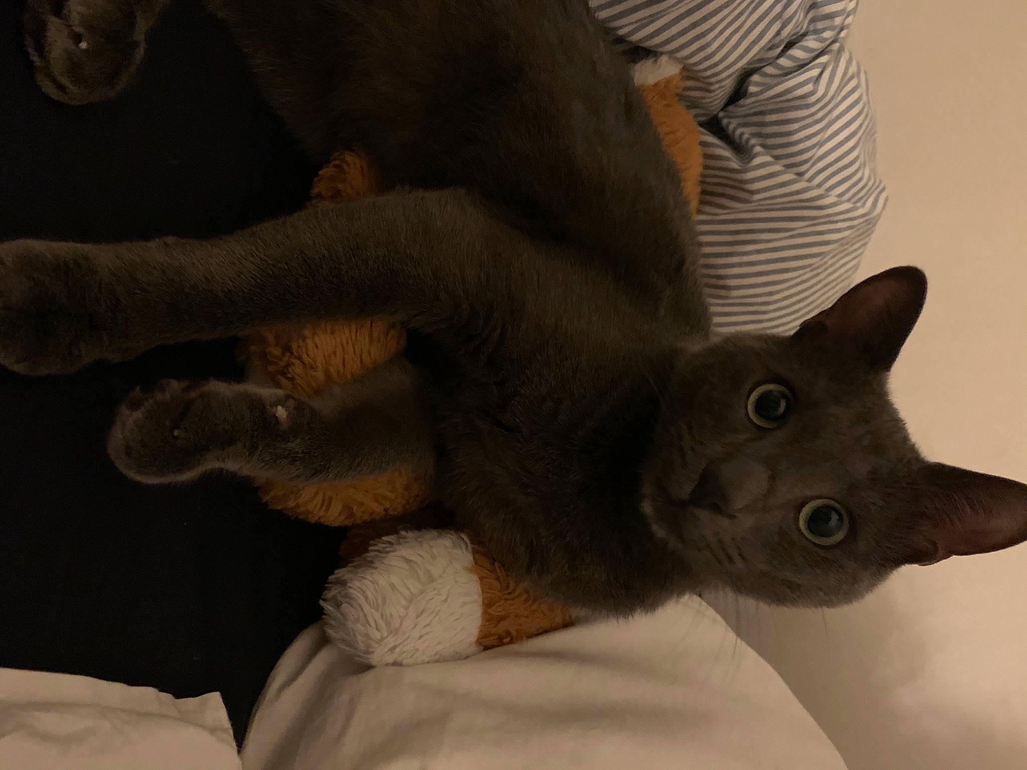 Koa participe au concours pour gagner de l'argent avec cette photo : canidae, carnivore, cat, claw, comfort, dog_breed, domestic_short_haired_cat, ear, fawn, felidae, fur, gesture, grey, jaw, paw, small_to_medium_sized_cats, snout, tail, terrestrial_animal, whiskers