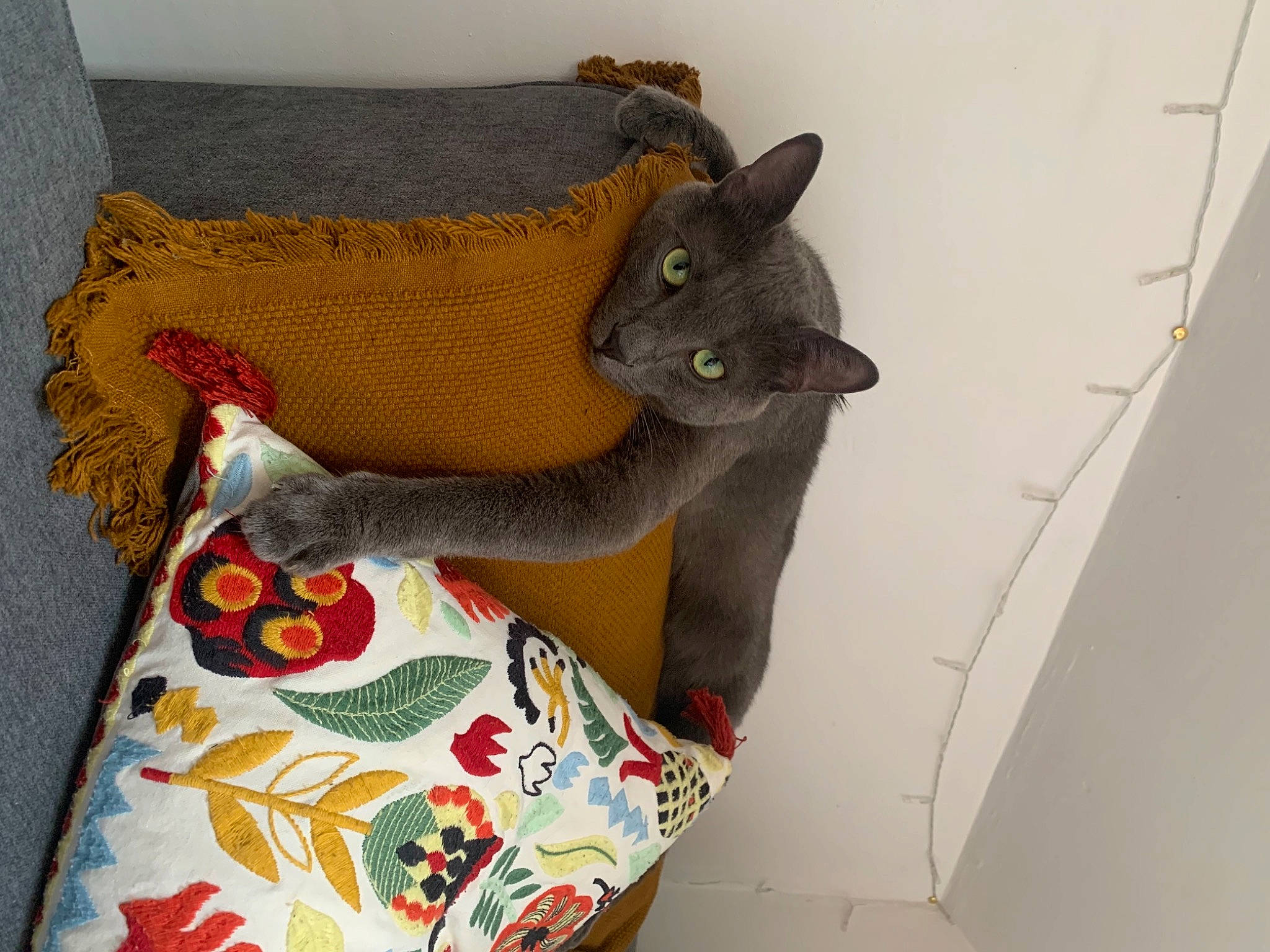 Koa a rejoint le concours — aidez-le/la à gagner de superbes lots ! bag, carnivore, cat, cat_bed, cat_supply, chair, comfort, couch, domestic_short_haired_cat, felidae, grey, linens, pattern, pillow, plant, russian_blue, small_to_medium_sized_cats, tail, whiskers, window