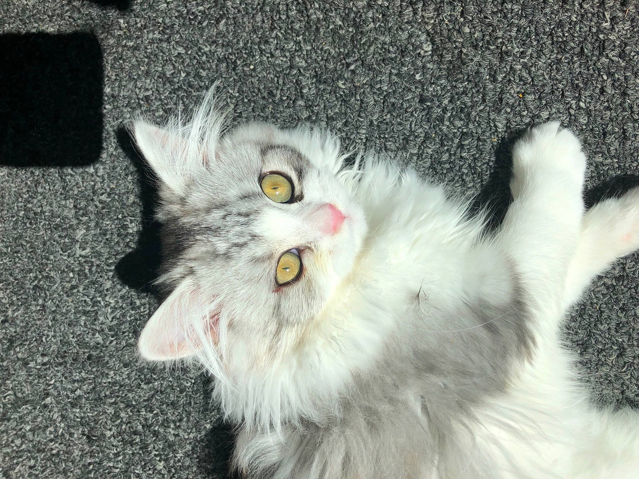 Rubis joined the competition — help win amazing prizes! carnivore, cat, domestic_long_haired_cat, felidae, fur, grey, small_to_medium_sized_cats, snout, whiskers