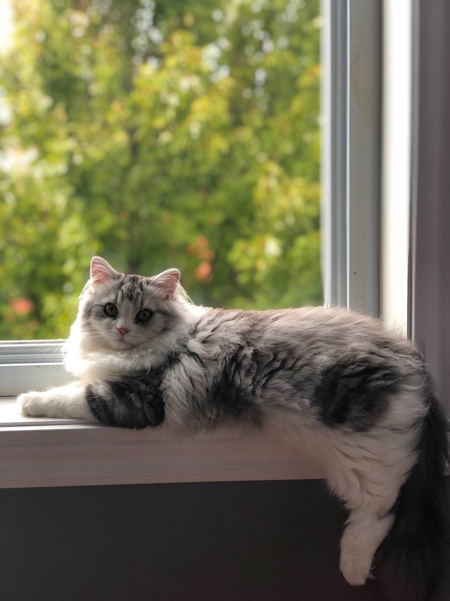 Rubis is registered to the contest to win money with this photo: carnivore, cat, domestic_short_haired_cat, felidae, fur, mammal, small_to_medium_sized_cats, tail, whiskers