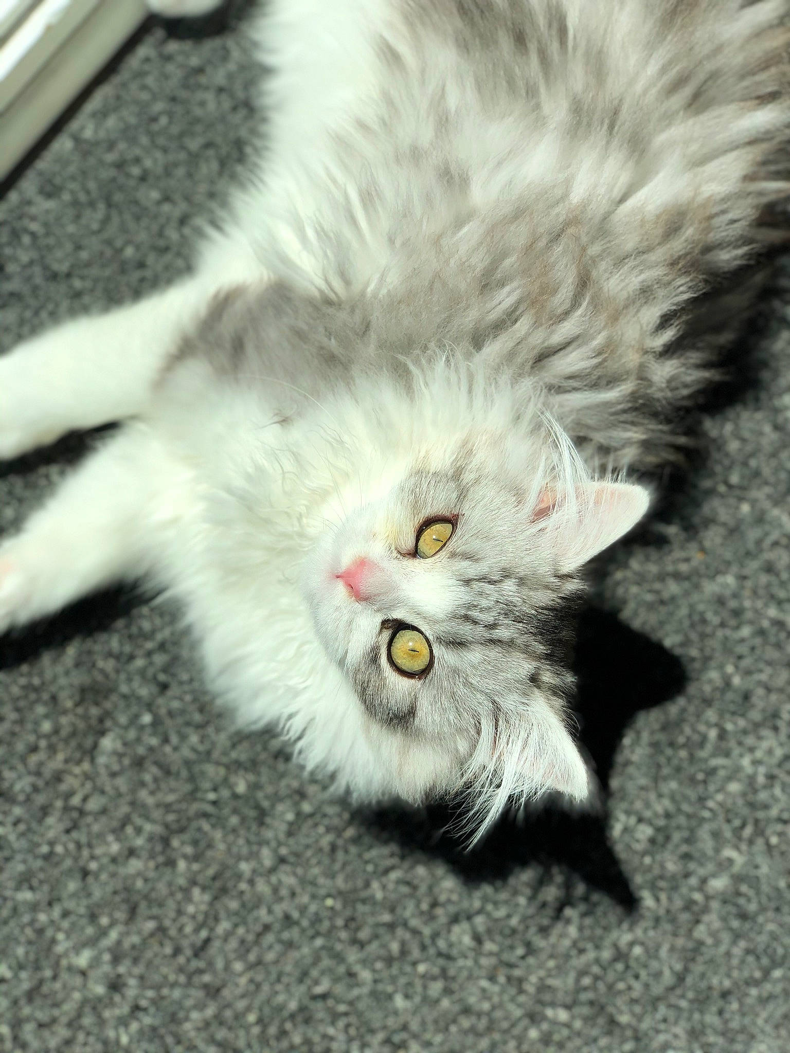 Rubis joined the competition — help win amazing prizes! carnivore, cat, domestic_long_haired_cat, felidae, fur, grey, natural_material, paw, small_to_medium_sized_cats, snout, whiskers