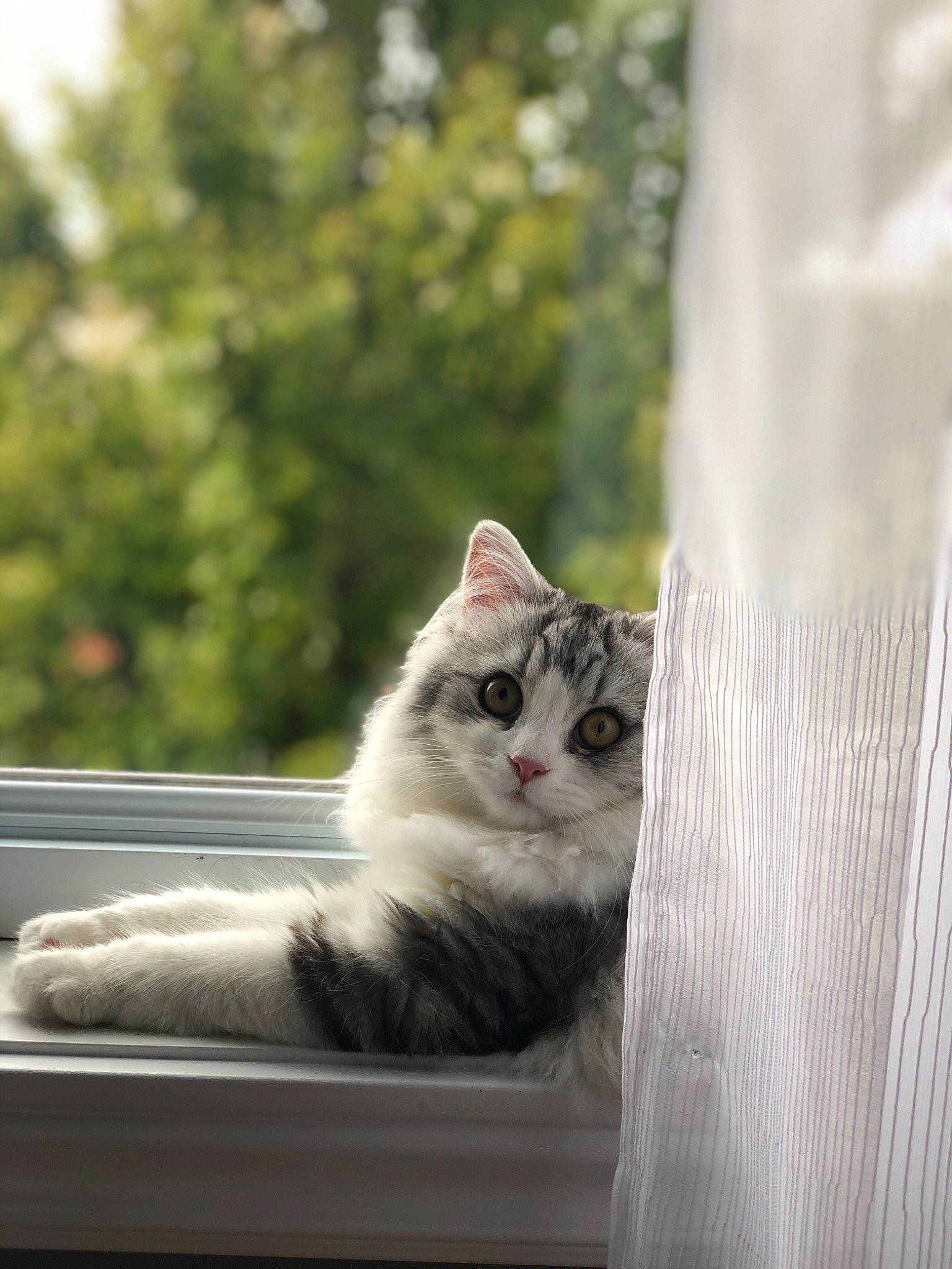 Rubis is registered to the contest to win money with this photo: carnivore, cat, domestic_short_haired_cat, felidae, fur, small_to_medium_sized_cats, snout, transparent_material, vertebrate, whiskers