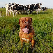 Samos Et Maya participe au concours pour gagner de l'argent avec cette photo : dog, brown_dog, grass, field, cows, herd, black_and_white_cows, farm, outdoor, animals, pets, tongue_out, chain_collar, nature, greenery, rural, happy_dog, fence, daytime, sky
