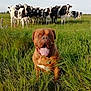 dog, brown_dog, grass, field, cows, herd, black_and_white_cows, farm, outdoor, animals, pets, tongue_out, chain_collar, nature, greenery, rural, happy_dog, fence, daytime, sky