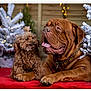 Samos Et Maya a rejoint le concours — aidez-le/la à gagner de superbes lots ! dog, small_dog, large_dog, brown_dog, fluffy_dog, wrinkly_dog, pets, animal, cute, companions, holiday, festive, snowy_decoration, red_surface, indoor, lighting, friendship, tongue_out, chain_collar, background_blur
