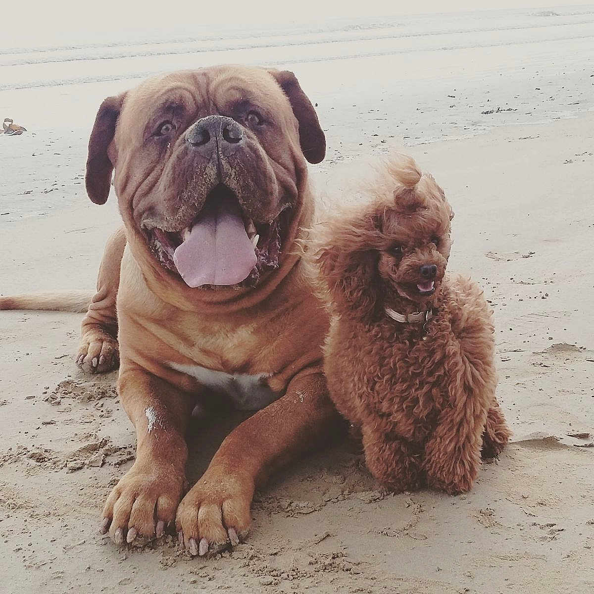 Samos Et Maya a rejoint le concours — aidez-le/la à gagner de superbes lots ! dog, beach, sand, canine, pet, animal, two_dogs, happy, tongue_out, fluffy, large_dog, small_dog, outdoor, nature, friendship, cute, companion, relaxing, paw, collar