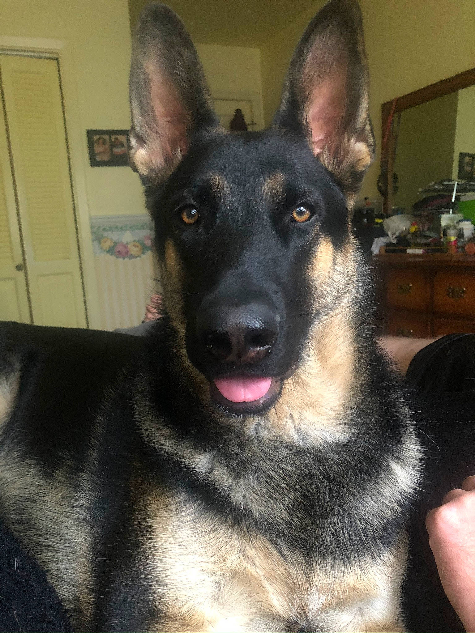 Riot joined the competition — help win amazing prizes! belgian_shepherd, belgian_shepherd_malinois, canidae, carnivore, dog, dog_breed, ear, east_european_shepherd, fawn, german_shepherd_dog, king_shepherd, kunming_wolfdog, mammal, norwegian_elkhound, old_german_shepherd_dog, rare_breed_dog, shiloh_shepherd_dog, snout, vertebrate, whiskers