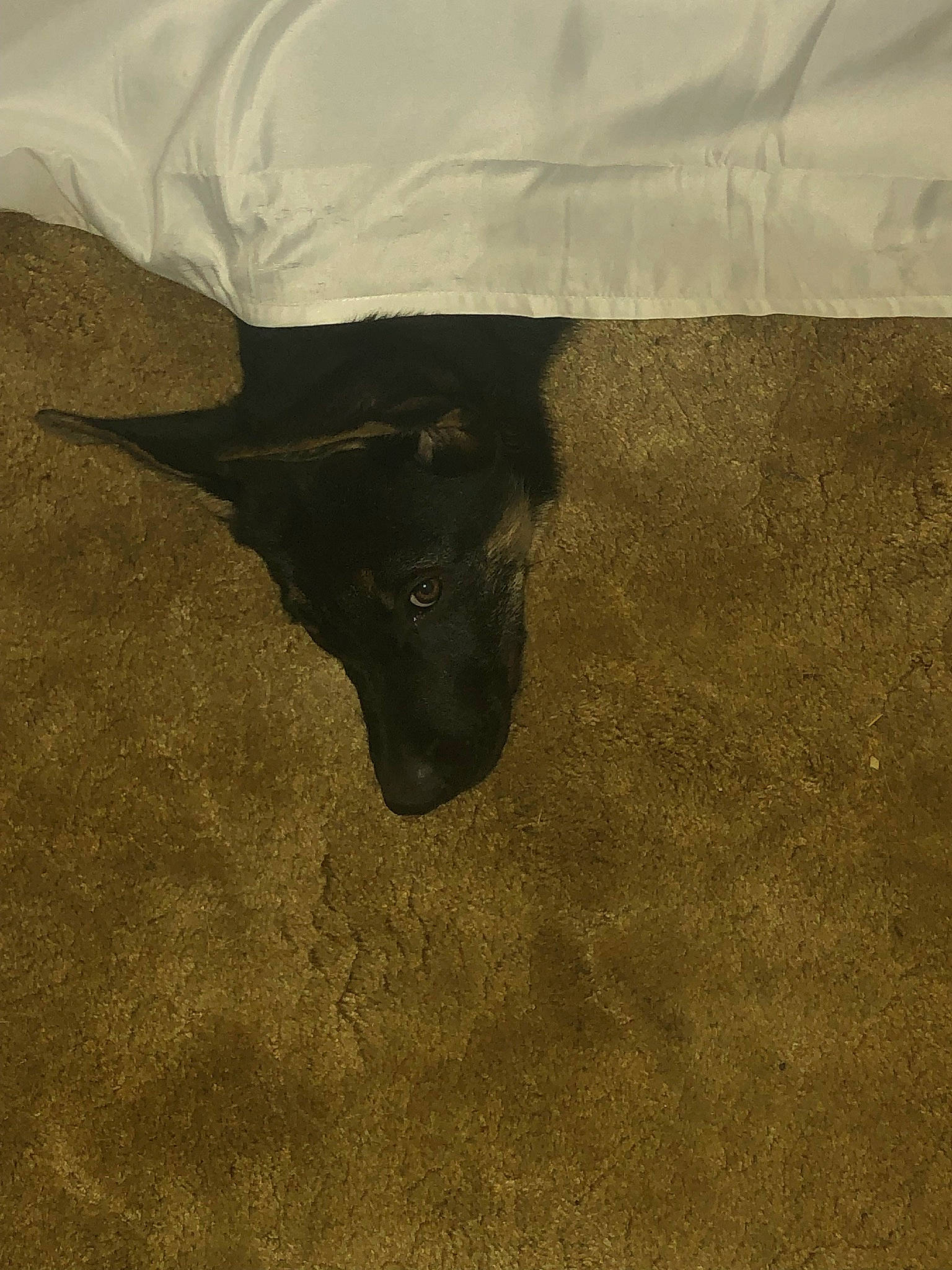 Riot joined the competition — help win amazing prizes! black, canidae, dog_breed, floor, flooring, snout