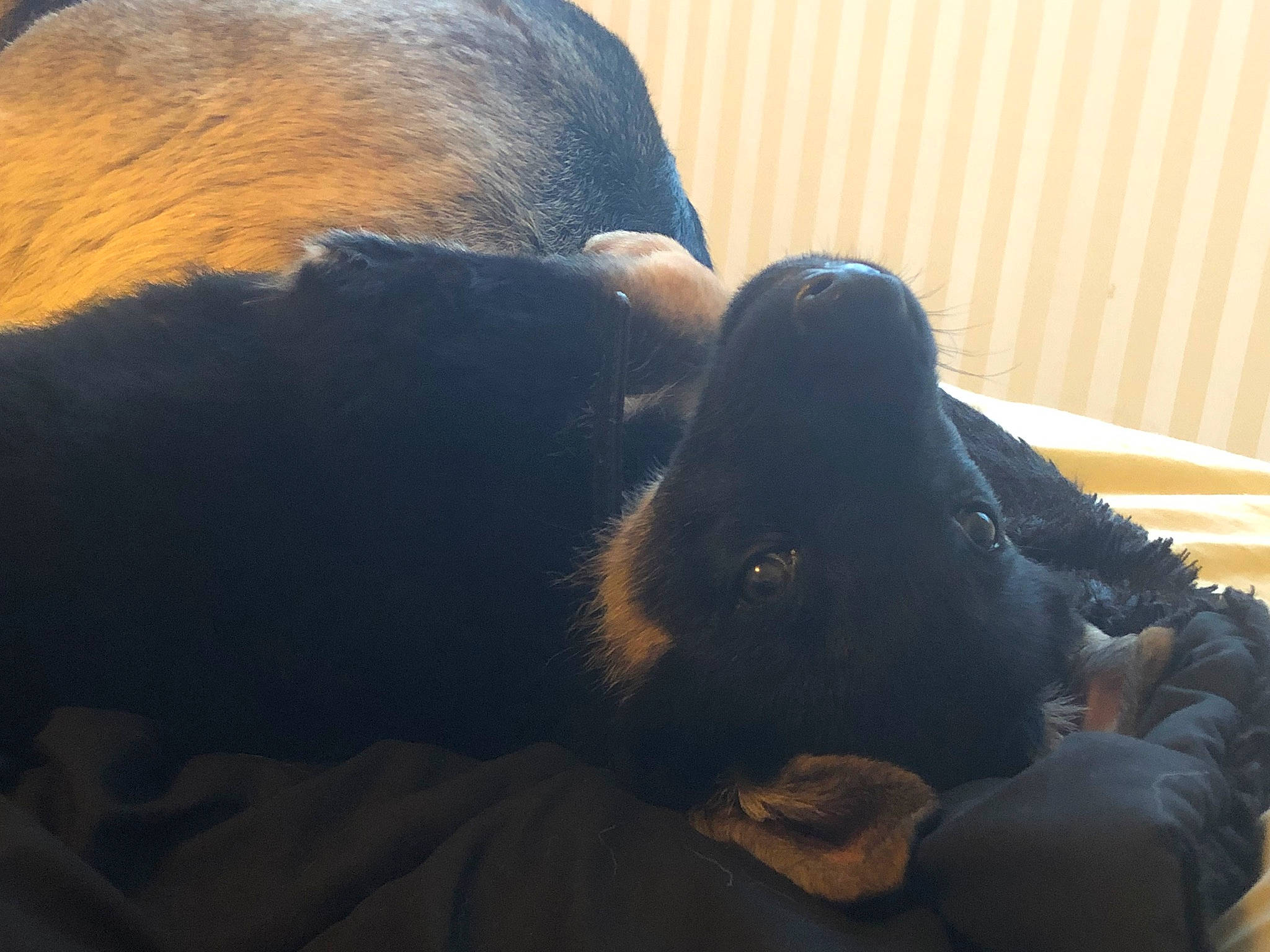 Riot is registered to the contest to win money with this photo: canidae, cloud, ear, fur, mountain, nose, sky, snout