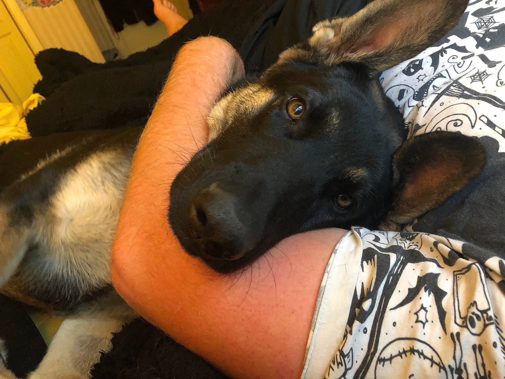 Riot joined the competition — help win amazing prizes! belgian_shepherd_malinois, canidae, carnivore, dog, dog_breed, ear, fawn, formosan_mountain_dog, mammal, snout, vertebrate, whiskers