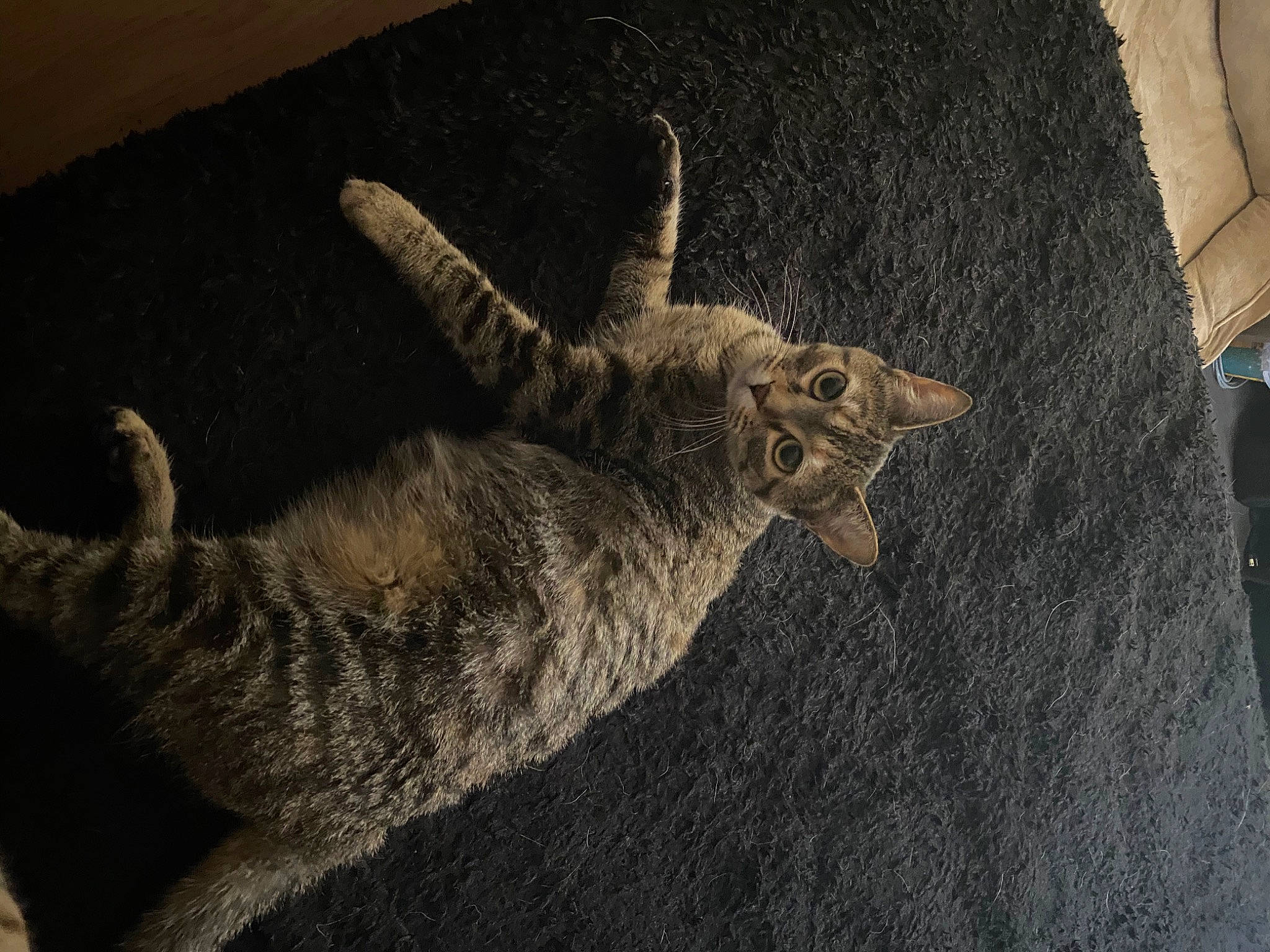 Tiny Toes joined the competition — help win amazing prizes! carnivore, cat, claw, domestic_short_haired_cat, dragon_li, european_shorthair, felidae, fur, german_rex, kitten, ocicat, pixie_bob, small_to_medium_sized_cats, tabby_cat, tail, whiskers, wild_cat