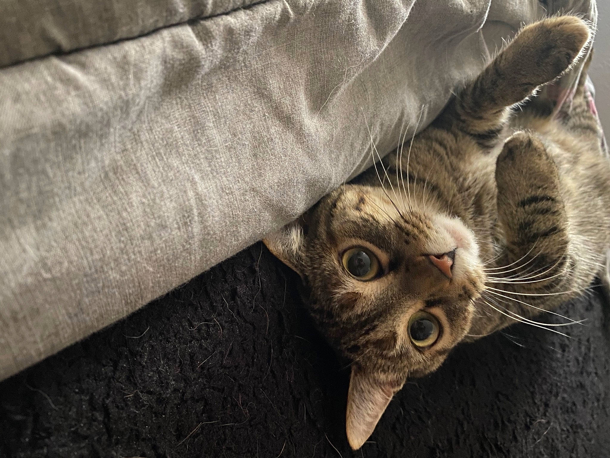 Tiny Toes joined the competition — help win amazing prizes! american_shorthair, asian, carnivore, cat, close_up, domestic_short_haired_cat, dragon_li, european_shorthair, eye, felidae, fur, kitten, ocicat, small_to_medium_sized_cats, snout, tabby_cat, whiskers