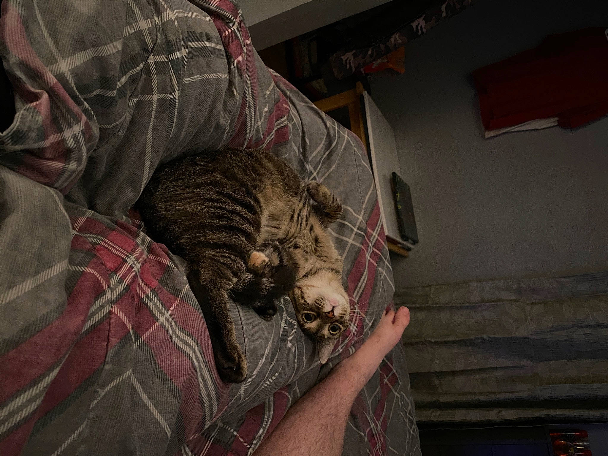 Tiny Toes is registered to the contest to win money with this photo: american_shorthair, bengal, carnivore, cat, domestic_short_haired_cat, dragon_li, ear, european_shorthair, felidae, fur, kitten, mammal, ocicat, pixie_bob, small_to_medium_sized_cats, tabby_cat, toyger, whiskers