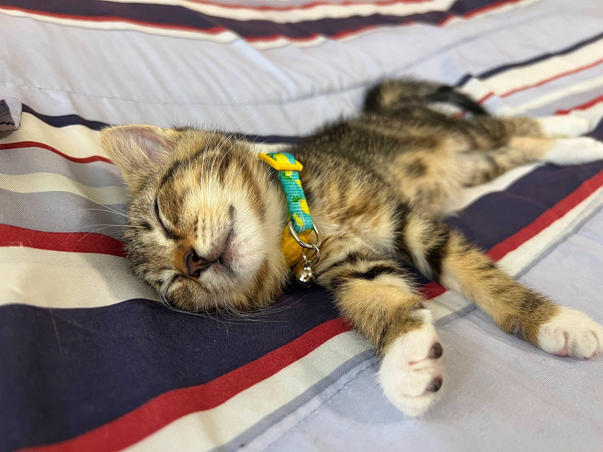 Aiko joined the competition — help win amazing prizes! carnivore, cat, claw, comfort, domestic_short_haired_cat, felidae, fur, mammal, nap, paw, small_to_medium_sized_cats, snout, tail, vertebrate, whiskers