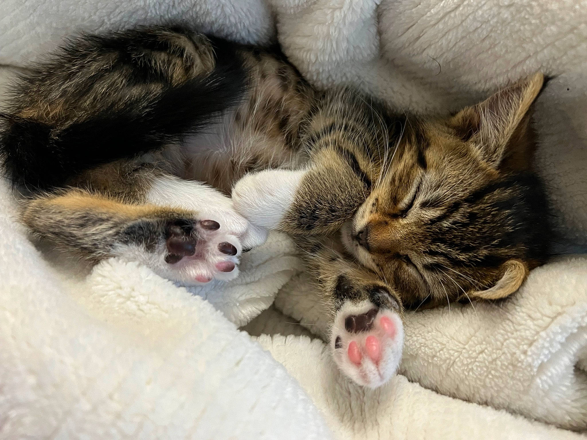 Aiko is registered to the contest to win money with this photo: carnivore, cat, claw, close_up, comfort, domestic_short_haired_cat, fang, fawn, felidae, foot, fur, mammal, nap, paw, small_to_medium_sized_cats, snout, terrestrial_animal, vertebrate, whiskers, yawn