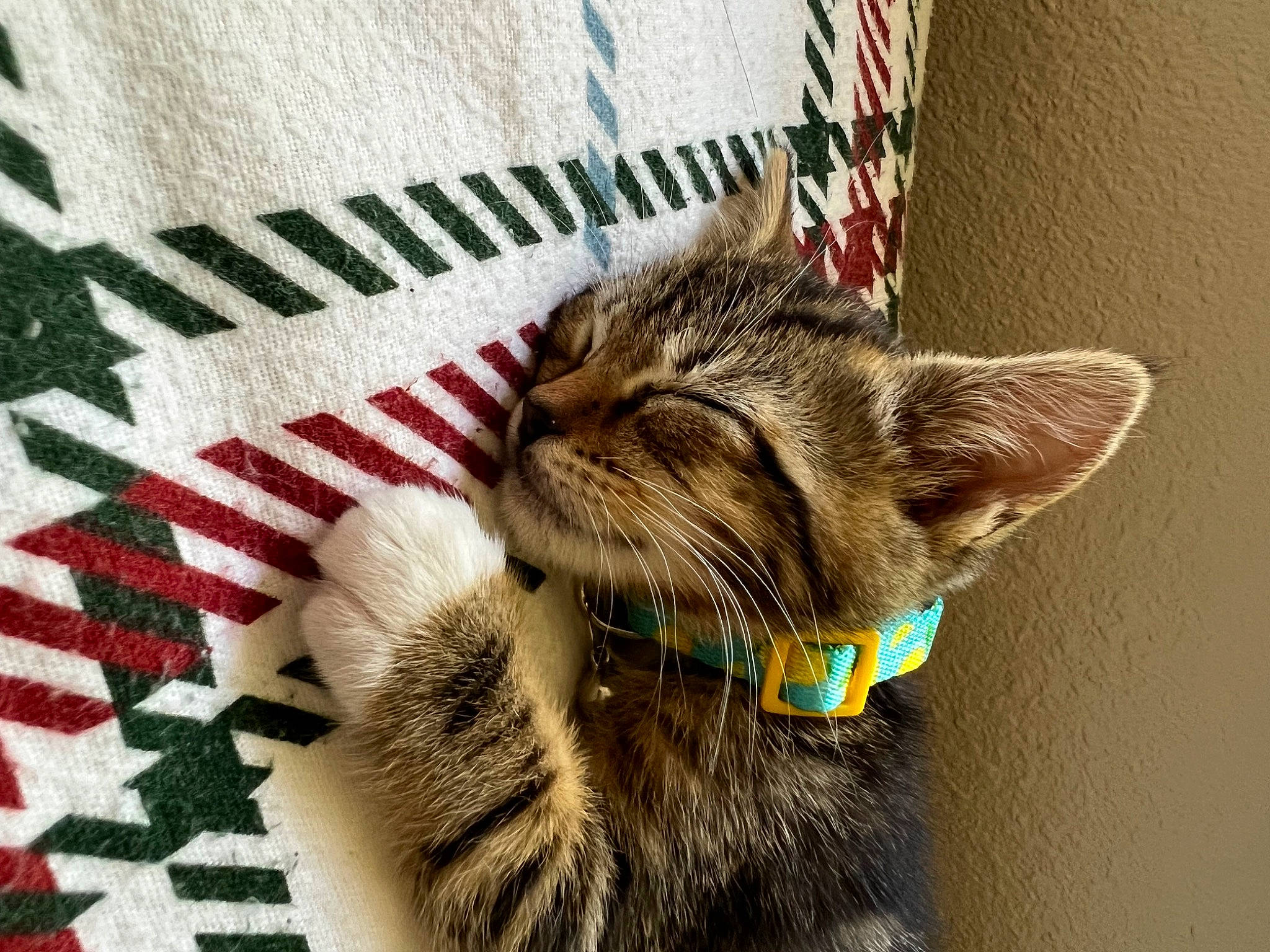 Aiko is registered to the contest to win money with this photo: carnivore, cat, claw, domestic_short_haired_cat, felidae, fur, linens, pattern, paw, rectangle, small_to_medium_sized_cats, snout, tail, terrestrial_animal, whiskers, window