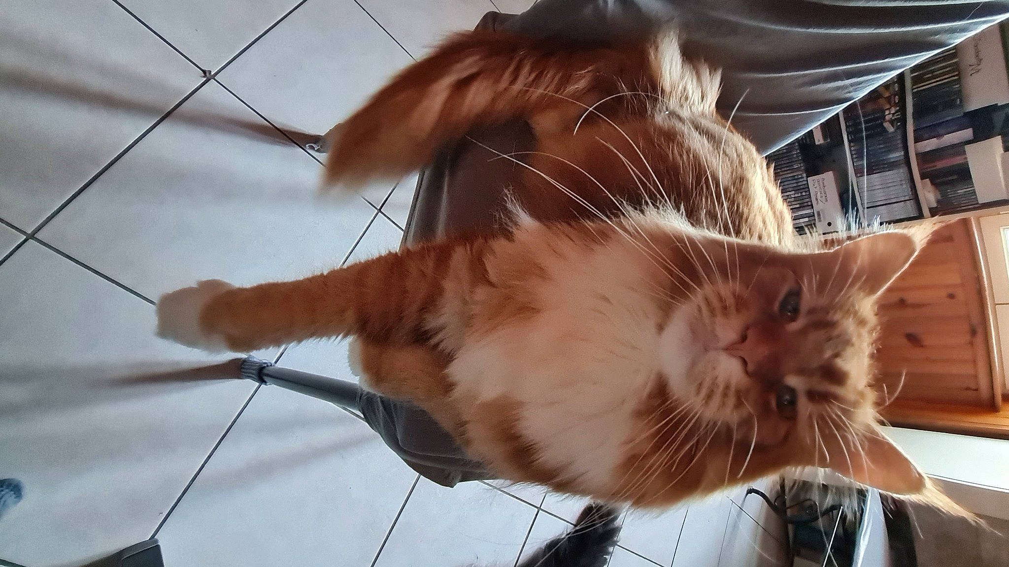 Ruben a rejoint le concours — aidez-le/la à gagner de superbes lots ! carnivore, cat, claw, domestic_short_haired_cat, electrical_supply, fawn, felidae, fur, human_leg, paw, small_to_medium_sized_cats, snout, tail, tree, whiskers, wire