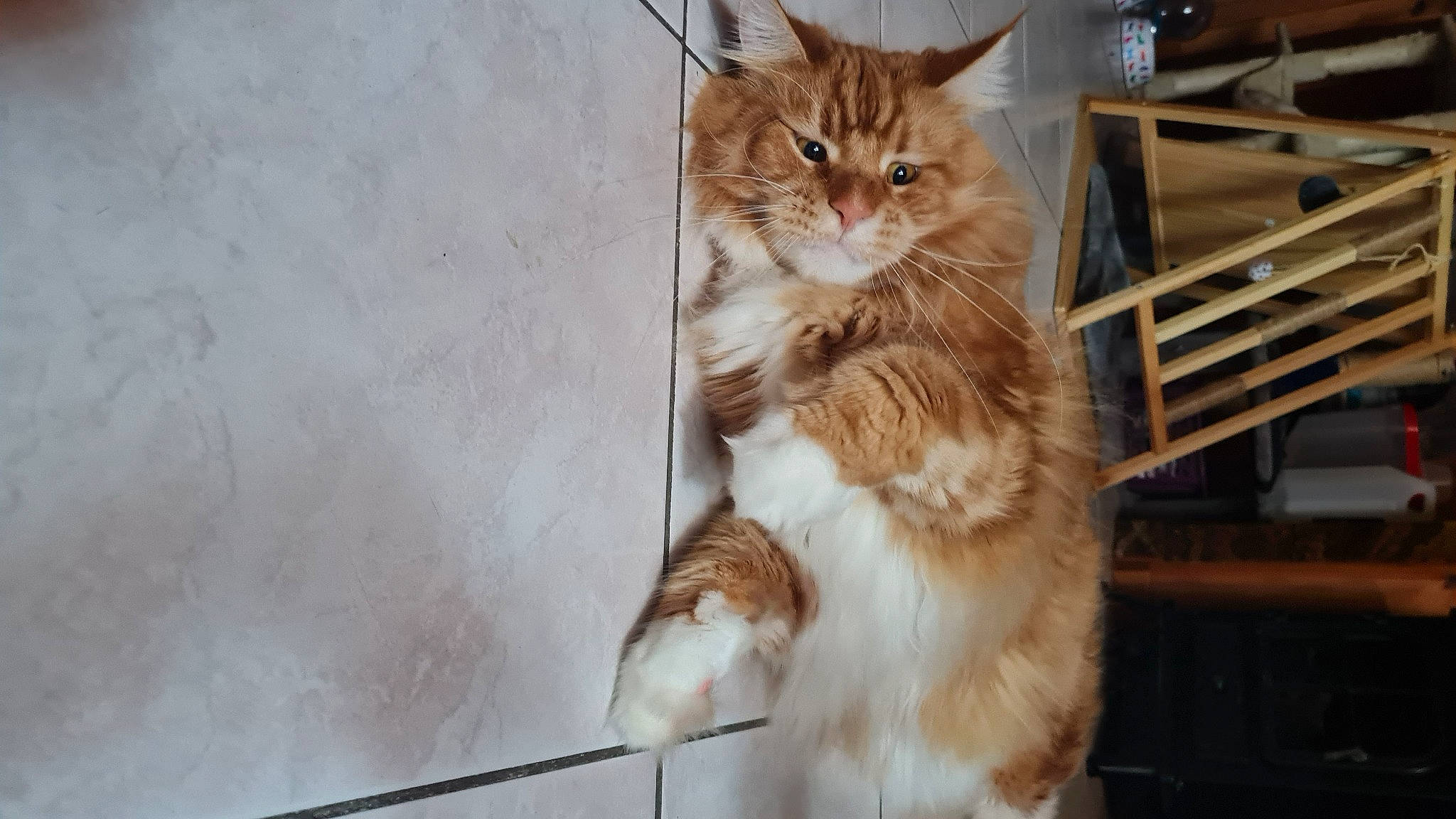 Ruben a rejoint le concours — aidez-le/la à gagner de superbes lots ! carnivore, cat, claw, domestic_short_haired_cat, felidae, fur, hardwood, maine_coon, paw, small_to_medium_sized_cats, tail, terrestrial_animal, whiskers, window, wood