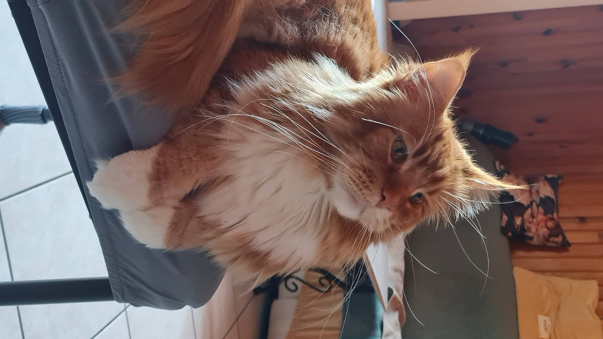 Ruben a rejoint le concours — aidez-le/la à gagner de superbes lots ! carnivore, cat, claw, domestic_short_haired_cat, fawn, felidae, fur, gesture, paw, plant, small_to_medium_sized_cats, snout, tail, whiskers, window