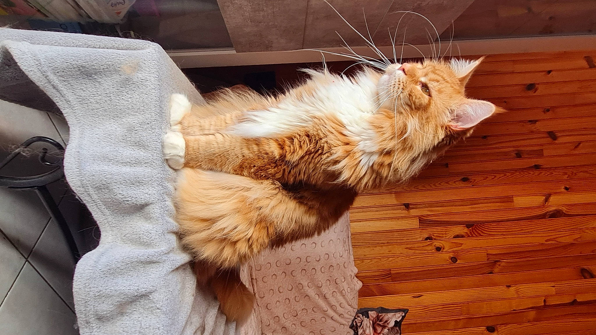 Ruben a rejoint le concours — aidez-le/la à gagner de superbes lots ! canidae, carnivore, cat, claw, companion_dog, domestic_short_haired_cat, fawn, felidae, flooring, foot, fur, hardwood, paw, small_to_medium_sized_cats, snout, tail, terrestrial_animal, whiskers, window, wood