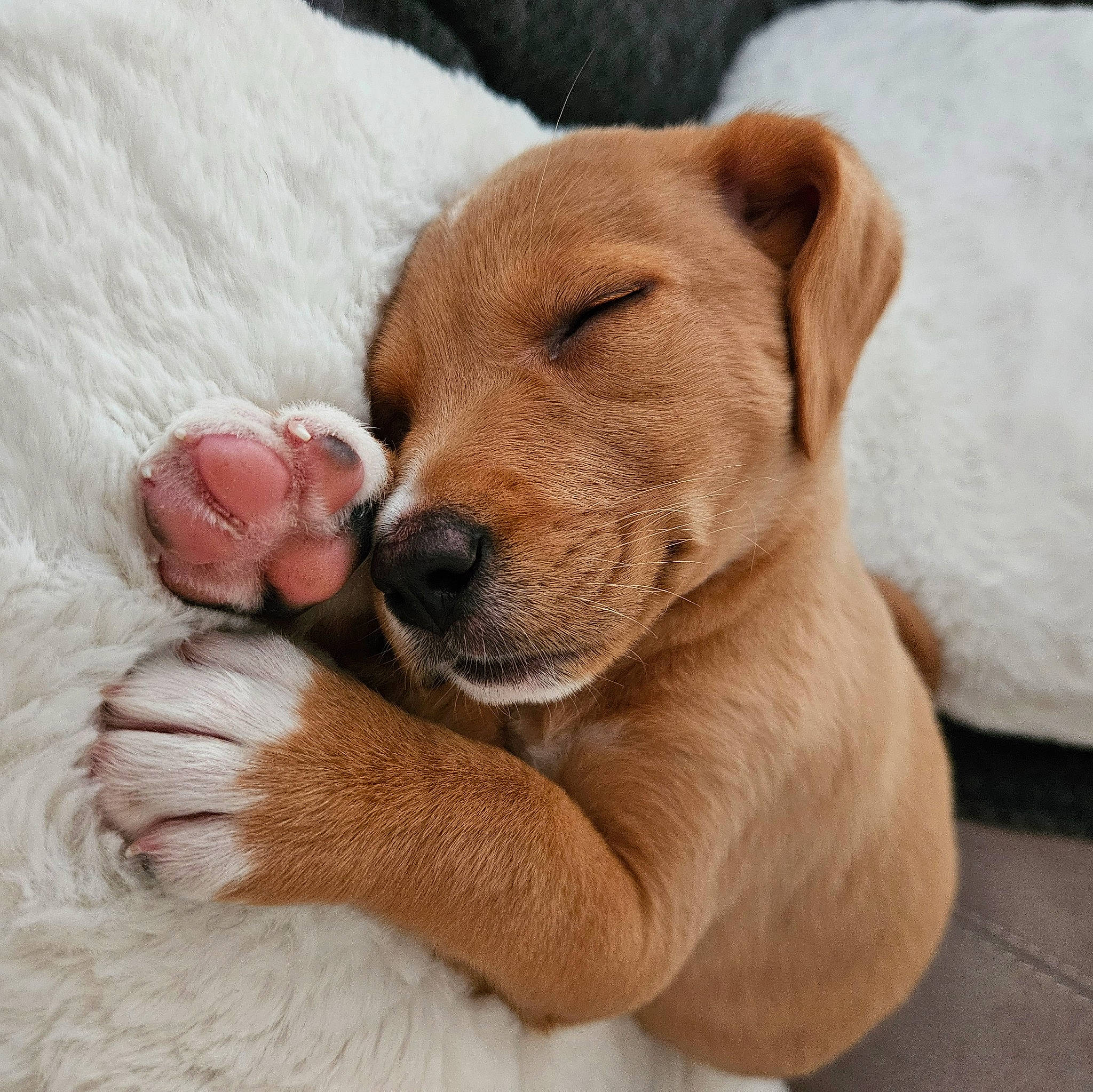 Olive is registered to the contest to win money with this photo: canidae, carnivore, collar, comfort, companion_dog, dog, dog_breed, dog_supply, ear, fawn, foot, fur, liver, paw, snout, sporting_group, terrestrial_animal, whiskers, working_animal